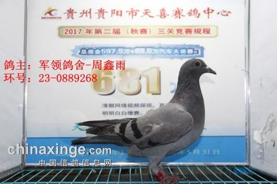 贵阳天喜赛鸽中心2017年5月23日幼鸽入棚照(图1)